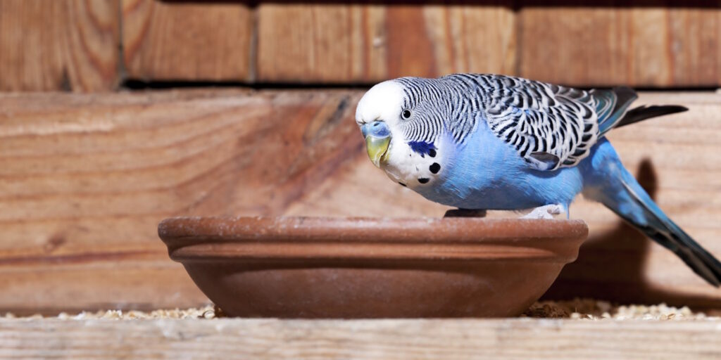 Das Foto zeigt einen Wellensittich der aus einem Futternapf frisst