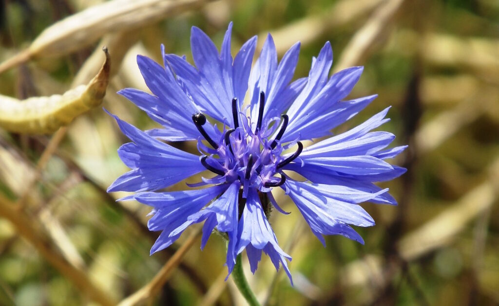 Das Foto zeigt eine Kornblume