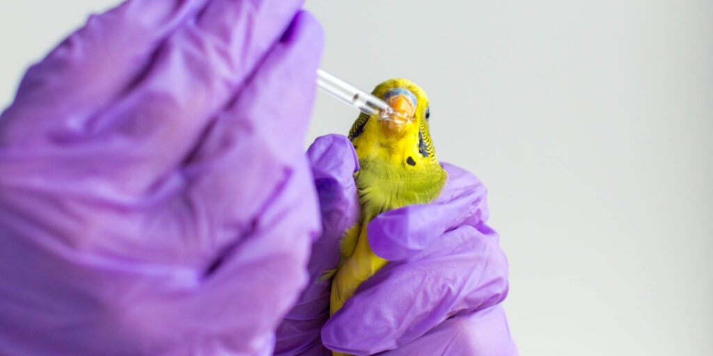 Das Foto zeigt einen Wellensittich, der mit einer Pipette eine Flüsigkeit in den Schnabel bekommt