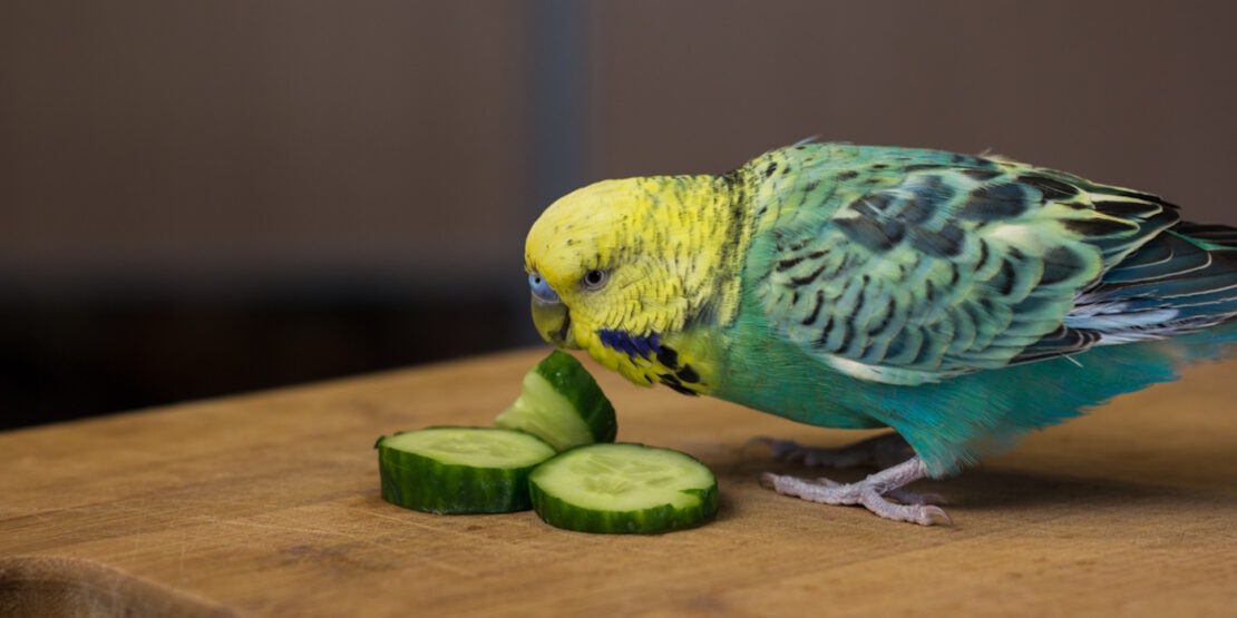 Das Foto zeigt einen Wellensittich der eine Gurke frisst