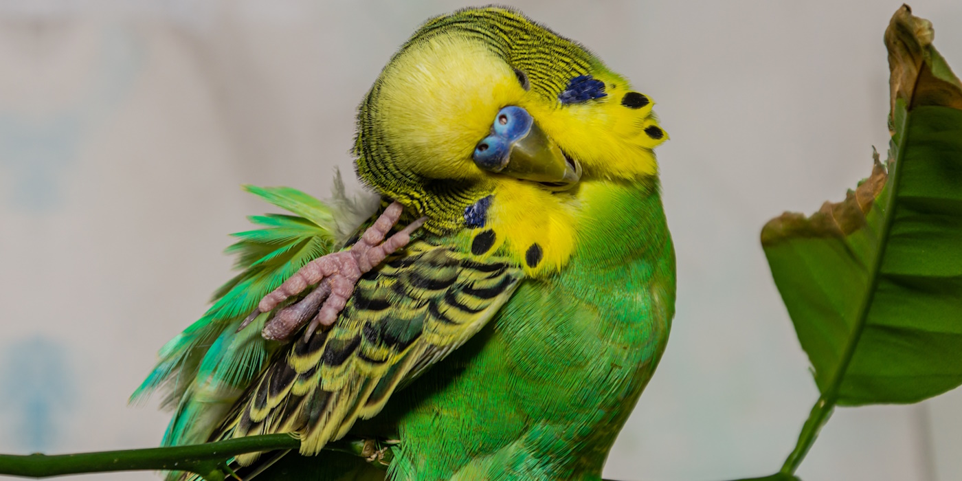 Pflege Wellensittich Haltung de