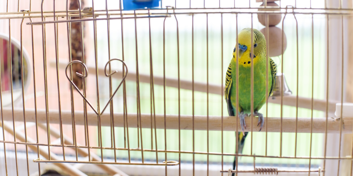 2-teiliges Vogelkäfig Reinigungsset - Mit Bürste Und Kotlöffel