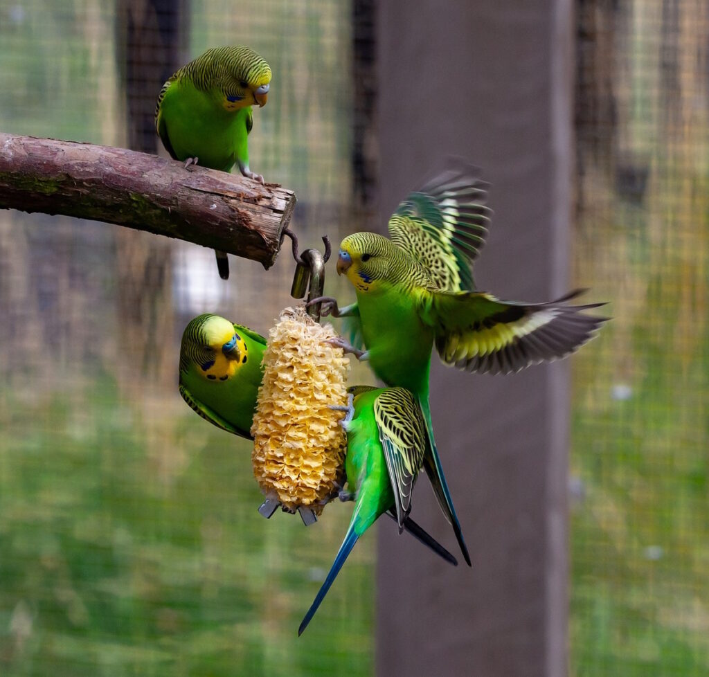 Das Foto zeigt Wellensittiche in der Vogelvoliere