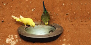 Das Foto zeigt zwei Wellensittiche am Wassernapf