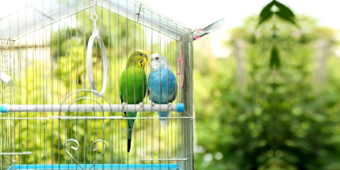 Das Foto zeigt bei Vögel im Käfig