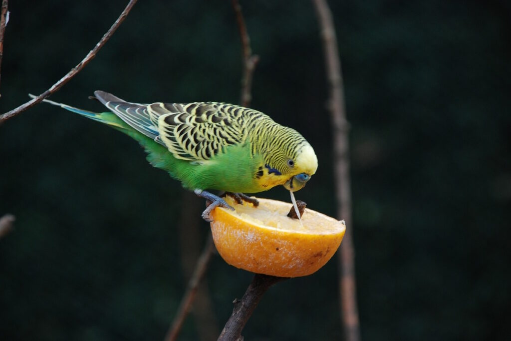 Das Foto zeigt einen Wellensittich mit Apfel