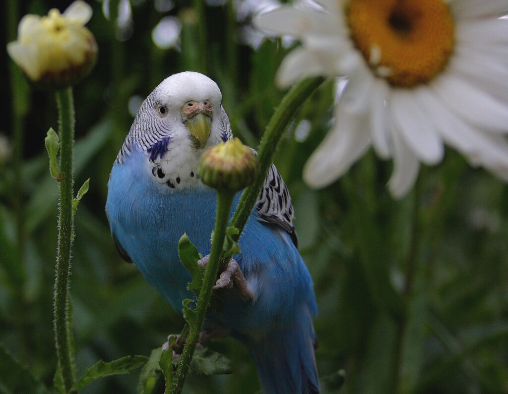 Das Foto zeigt einen Wellensittich mit Gänseblümchen