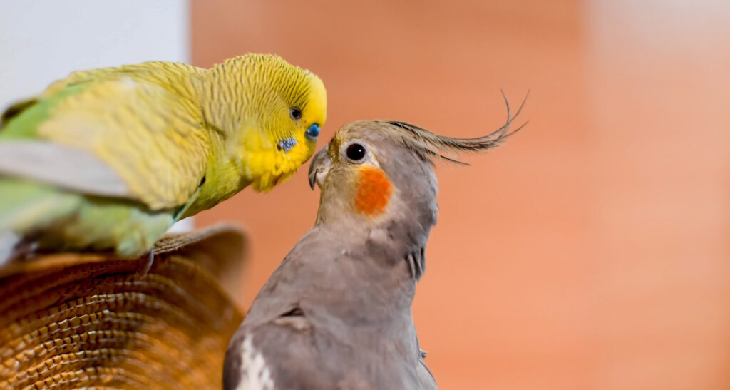 Das Foto zeigt einen Wellensittich gemeinsam mit einem Nymphensittich