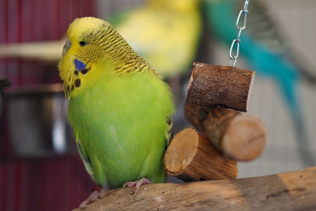 Das Foto zeigt einen Wellensittich neben einem Holzspielzeug