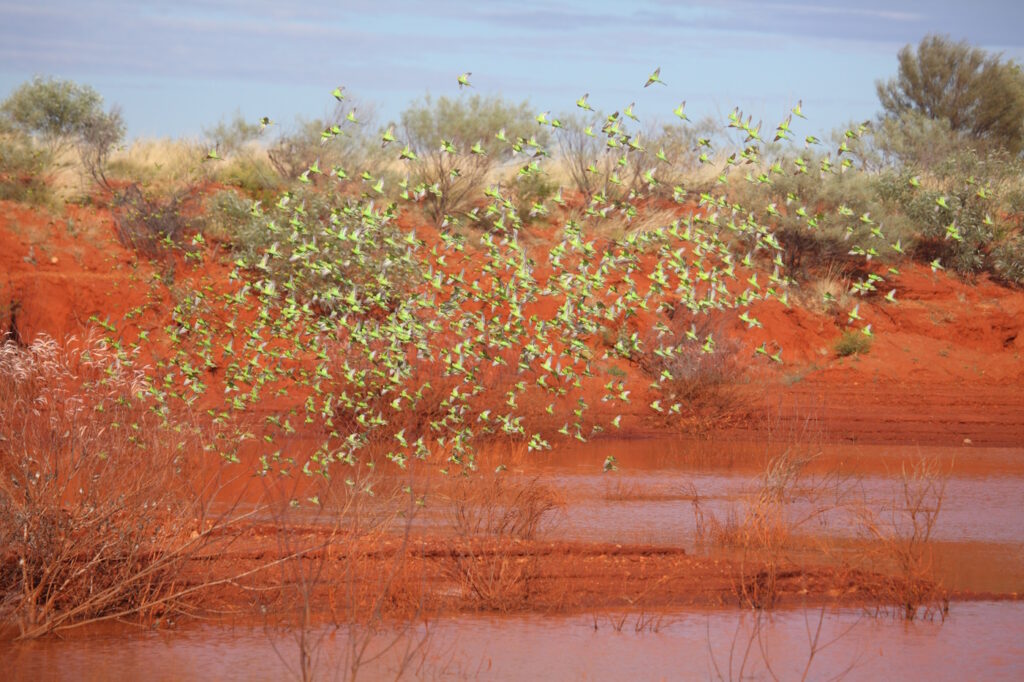 Das Foto zeigt einen Schwarm fliegender Wellensittiche in Australien