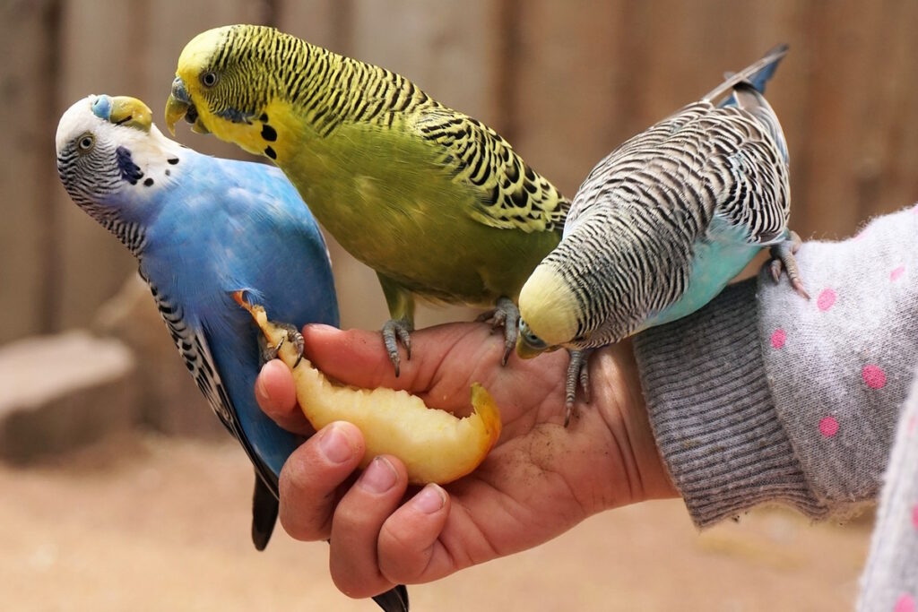 Das Foto zeigt eine Wellensittichgruppe, die ein Apfelstück aus der Hand frisst