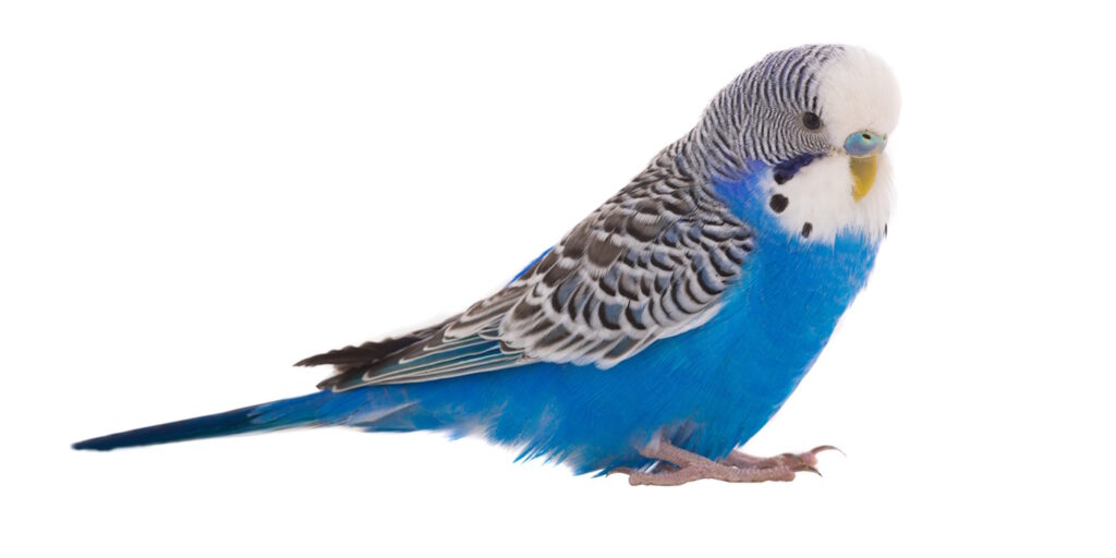 Das Foto zeigt einen Hansi Bubi Wellensittich