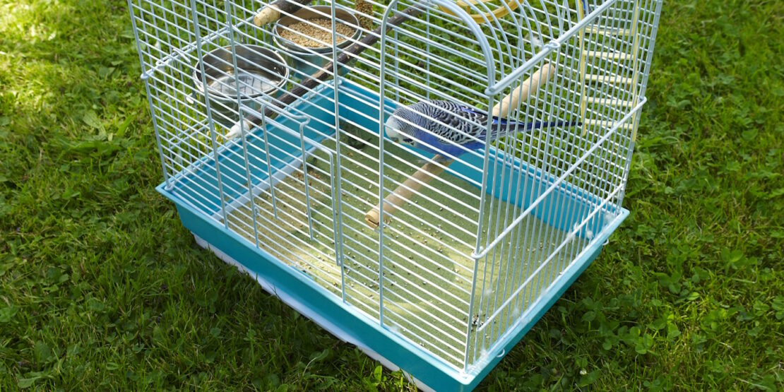 Das Foto zeigt einen Vogelkäfig mit Vogelsand eingestreut