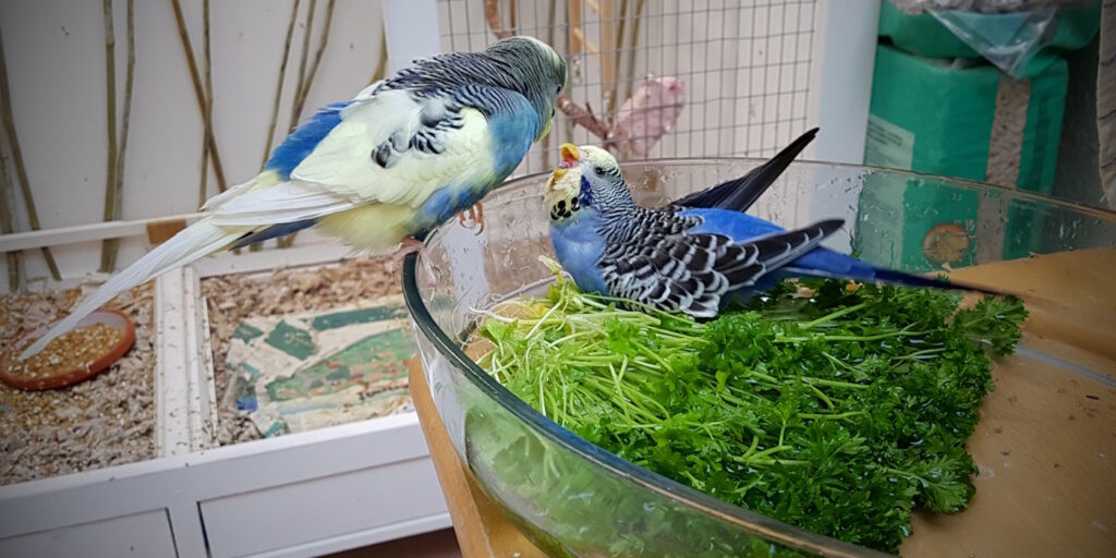 Das Foto zeigt zwei Wellensittiche beim Baden