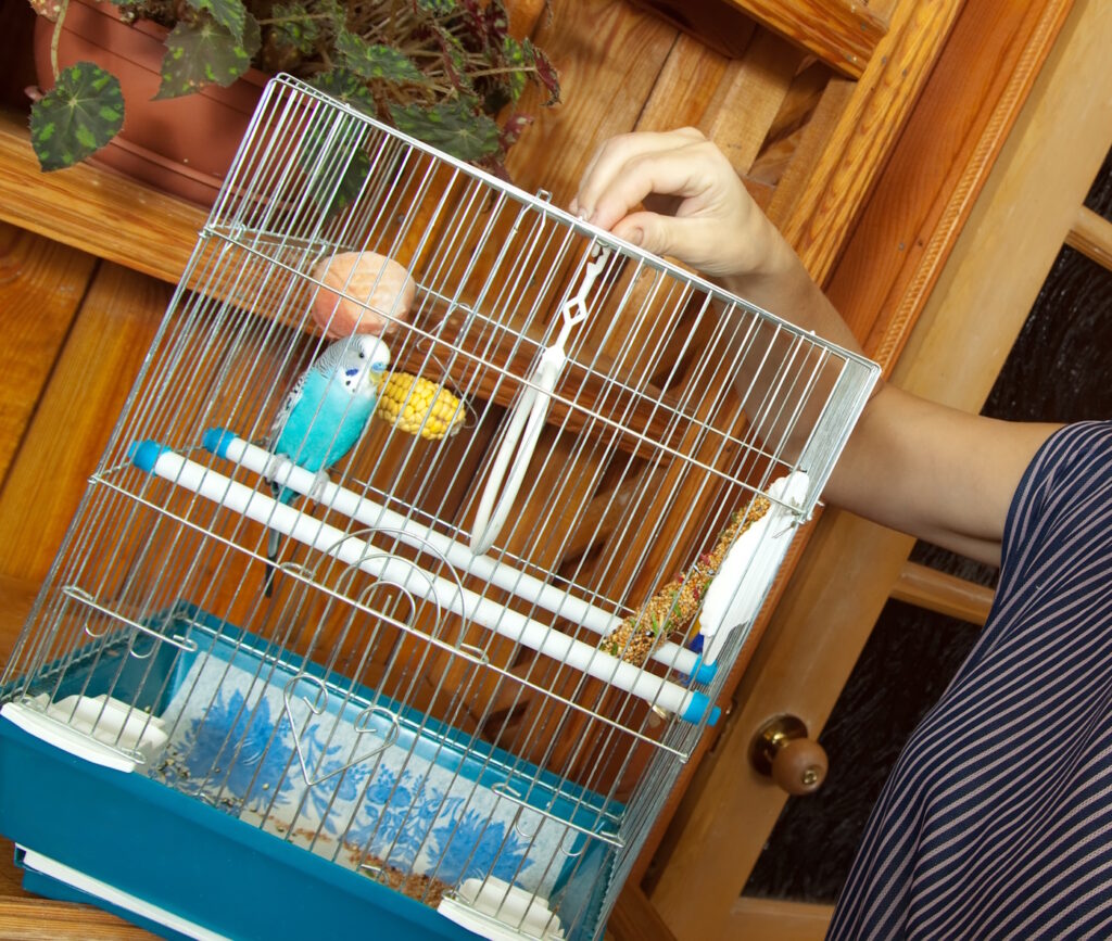 Das Foto zeigt einen Vogelkäfig, in dem Küchenpapier als Einstreu Verwendung hat