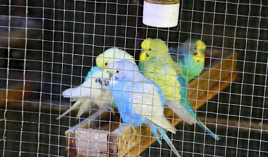 Das Foto zeigt einen Vogelkäfig mit Vogellampe an der Decke