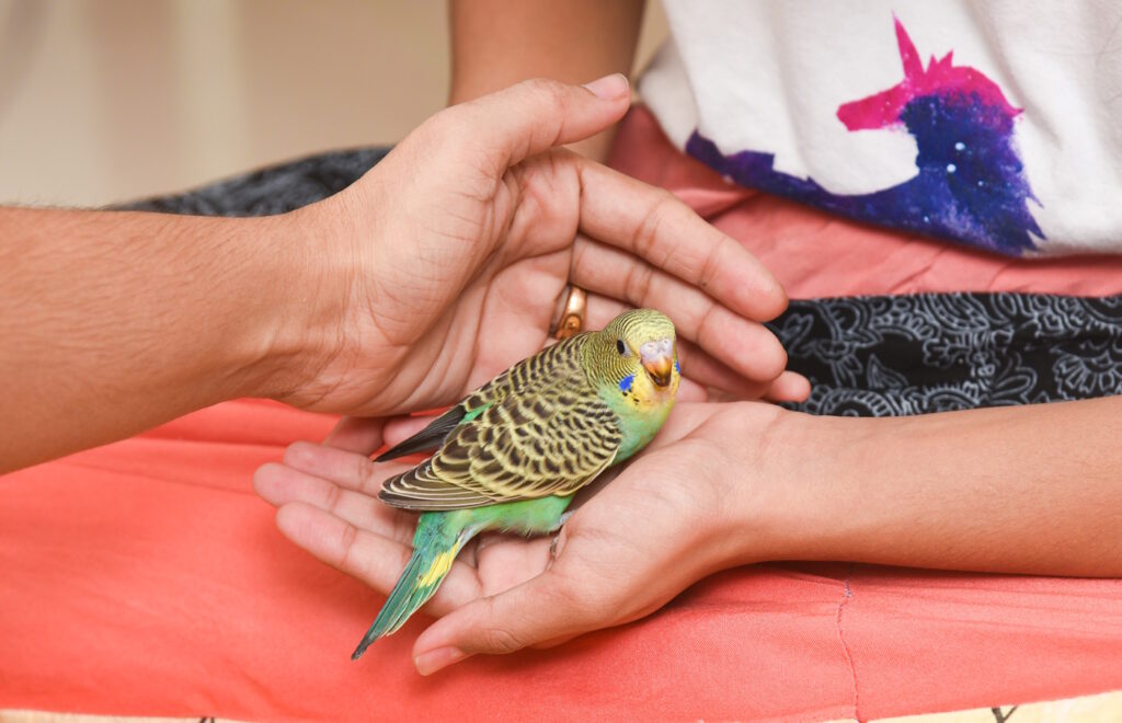 Das Foto zeigt eine Elternhand die einer Kinderhand mit einem Wellensittich hilft