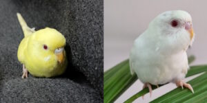 Das Foto zeigt einen Lutino und einen Albino Wellensittich