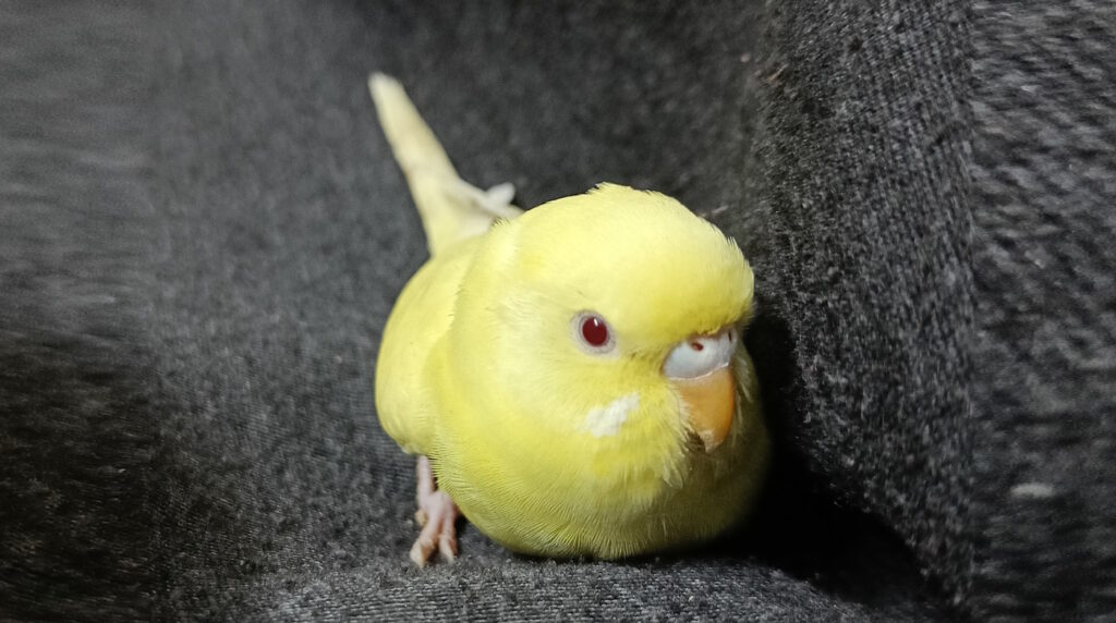Das Foto zeigt einen Lutino Wellensittich: Gelbe Farbe, rote Augen
