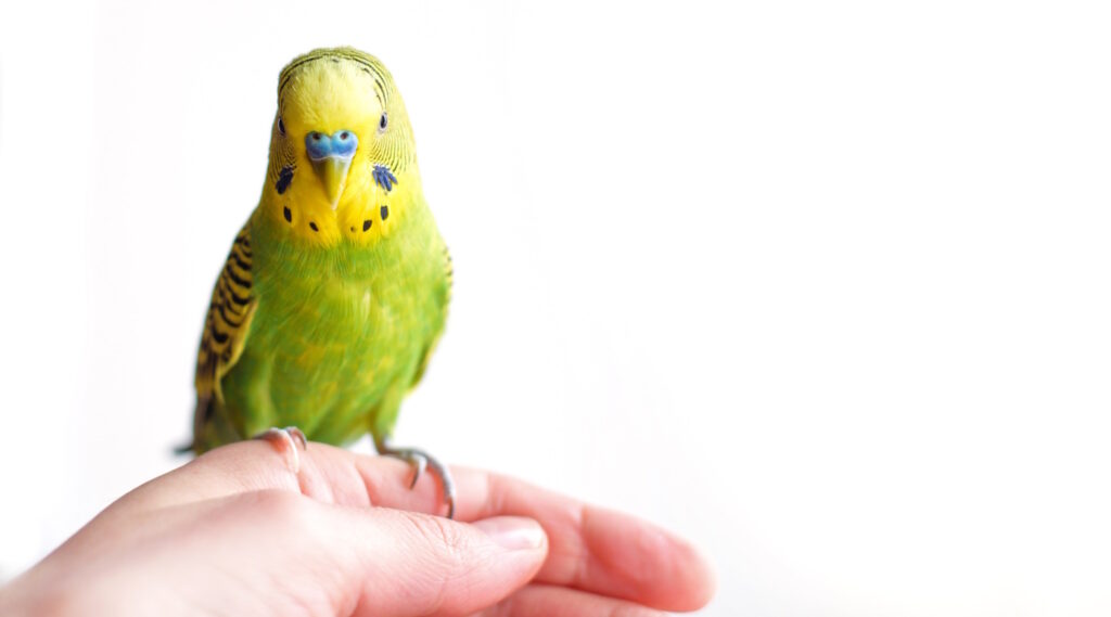 Das Foto zeigt einen Wellensittich der auf einer Hand sitzt