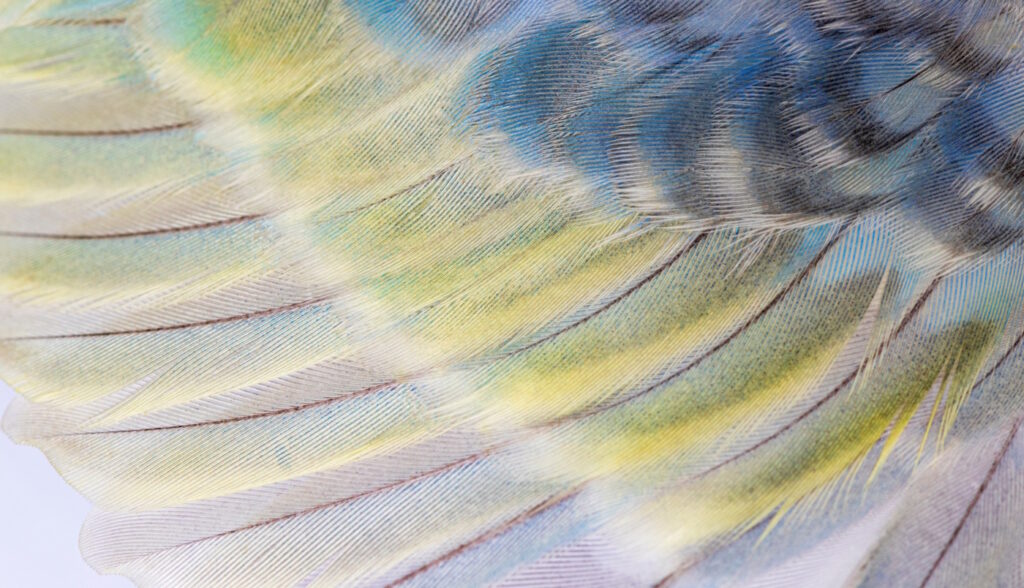 Das Foto zeigt das Federkleid eines Rainbow Wellensittichs