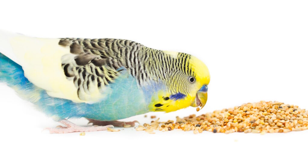 Das Foto zeigt einen Wellensittich der Körnern frisst