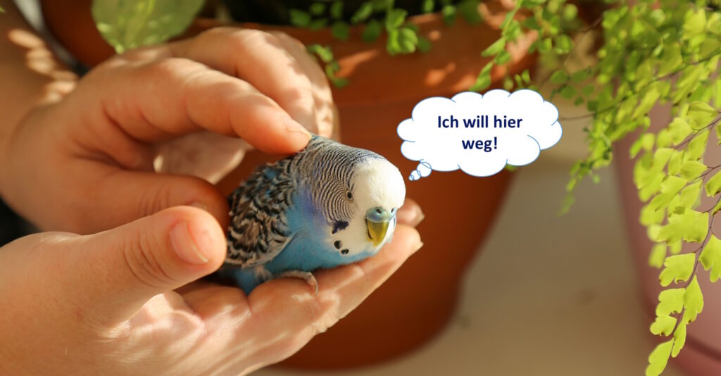 Das Foto zeigt einen Wellensittich der auf dem Rücken gestreichelt wird