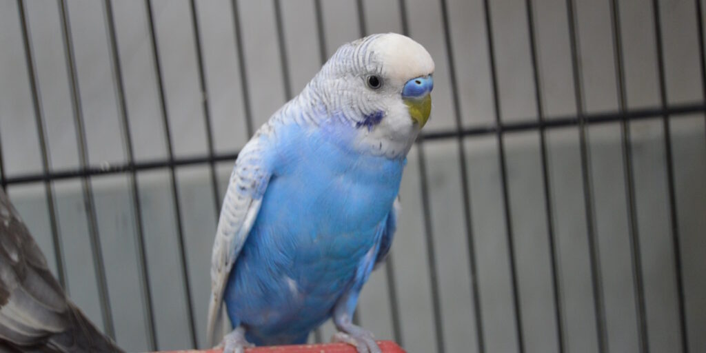 Das Foto zeigt einen Spangle Opalin Wellensittich