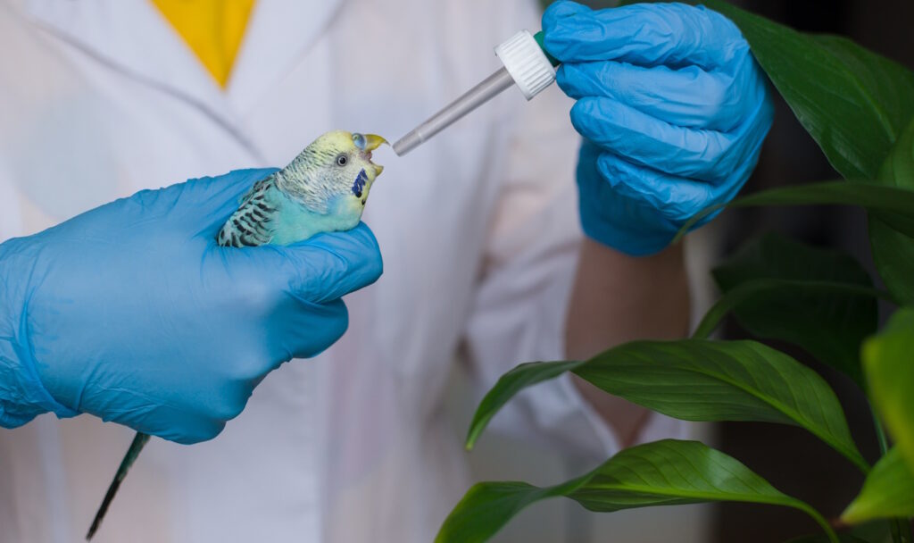 Das Foto zeigt einen Tierarzt der dem Wellensittich Tropfen aus der Pipette verabreicht