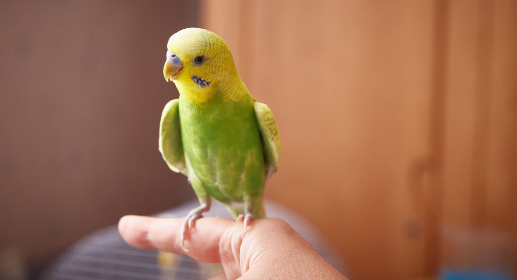 Das Foto zeigt einen Wellensittich der auf dem Finger sitzt