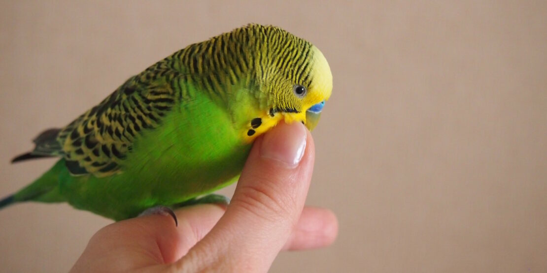 Das Foto zeigt einen Wellensittich der vorsichtig mit einem Finger gestreichelt wird