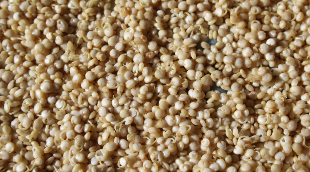 Das Foto zeigt gekeimten Quinoa