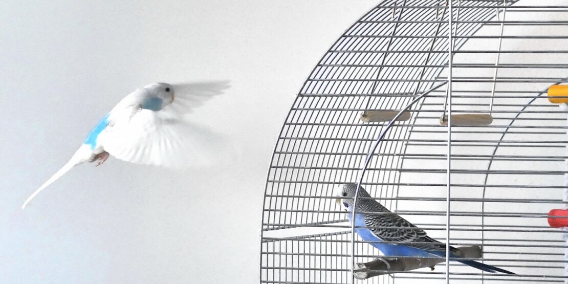 Das Foto zeigt einen Wellensittich, der auf einen Käfig zufliegt