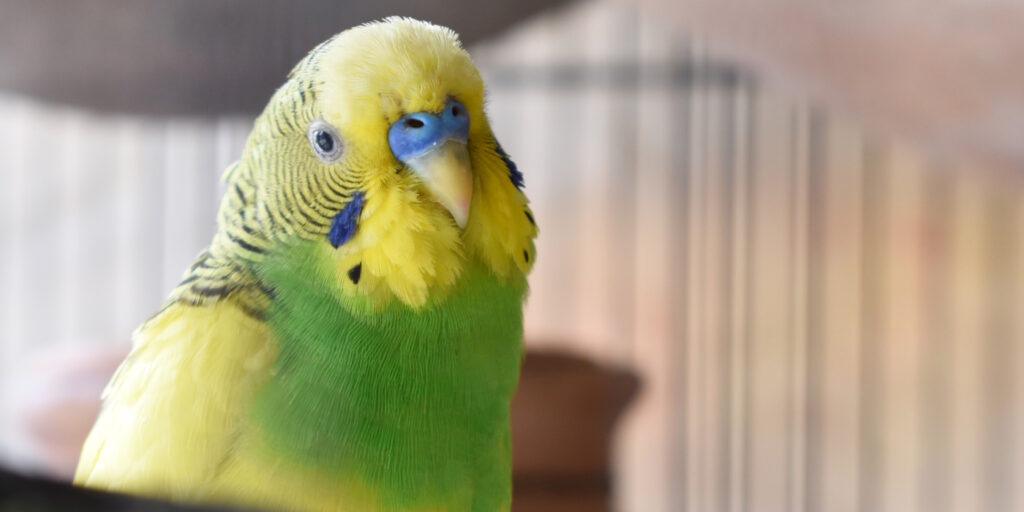Das Foto zeigt einen Wellensittich mit blauer Wachshaut