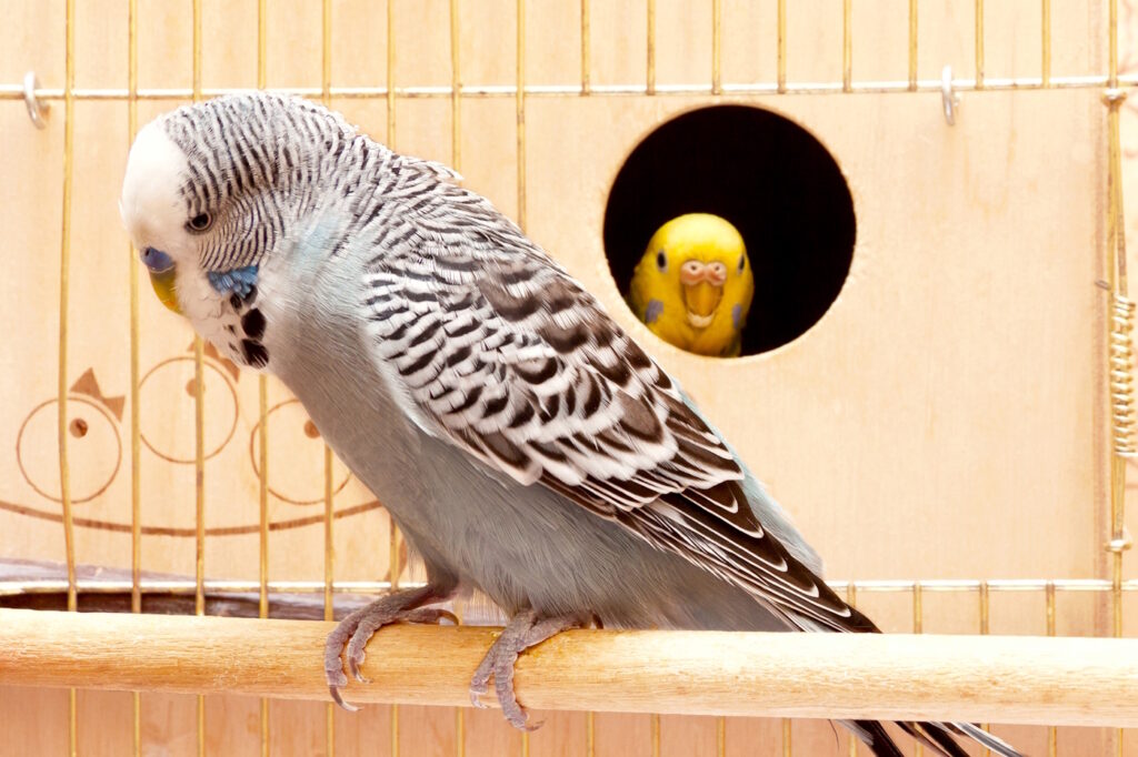 Das Foto zeigt einen Wellensittich im Nest und einen weiteren Wellensittich auf der Stange