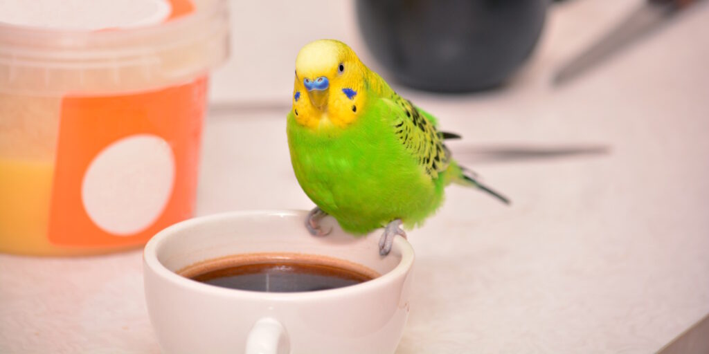 Das Foto zeigt einen Wellensittich auf der Kaffeetasse