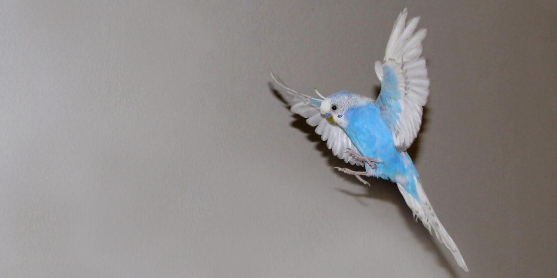 Das Foto zeigt einen Wellensittich, der nachts fliegt