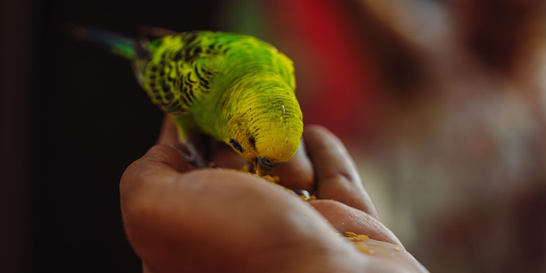 Das Foto zeigt einen Wellensittich, der frisst