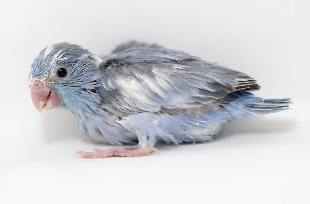 Das Foto zeigt einen Babyvogel