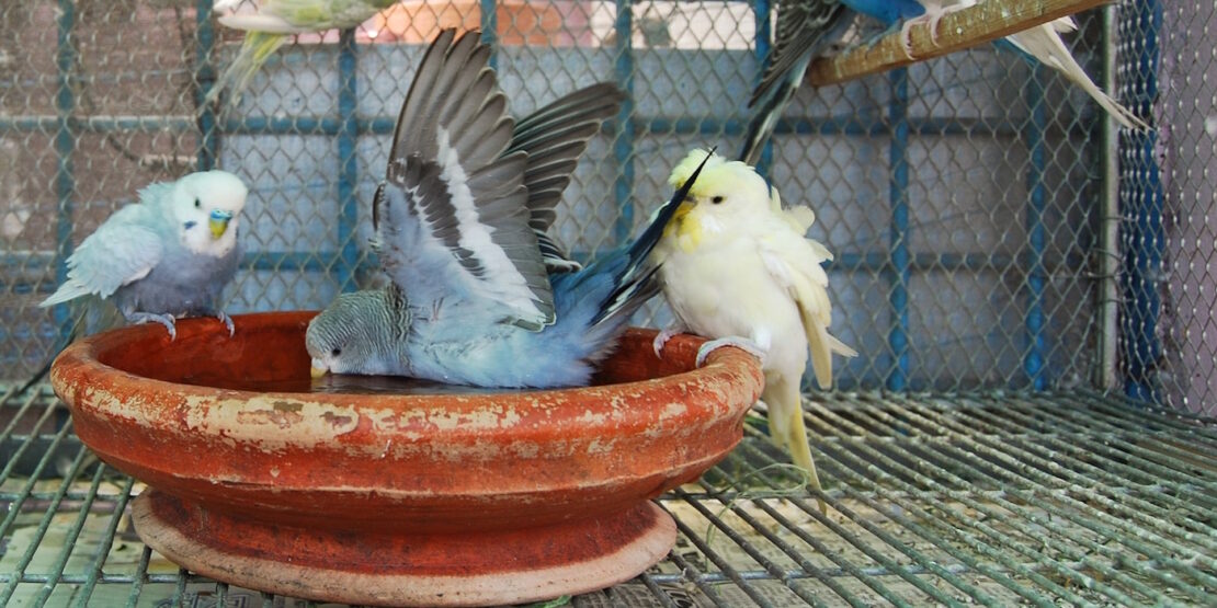 Das Foto zeigt Wellensittiche die baden