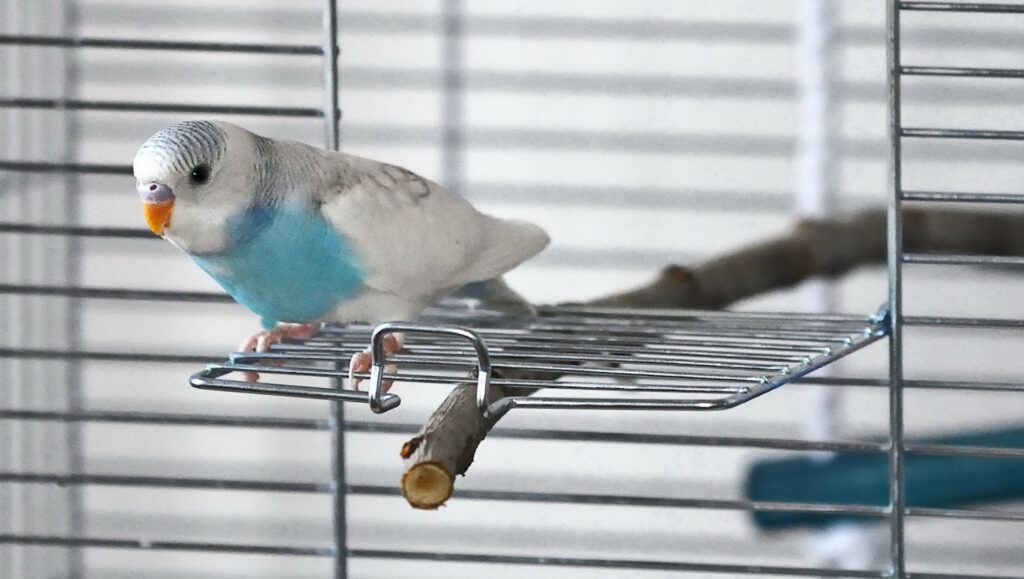 Das Foto zeigt einen Wellensittich auf der geöffneten Käfigtür