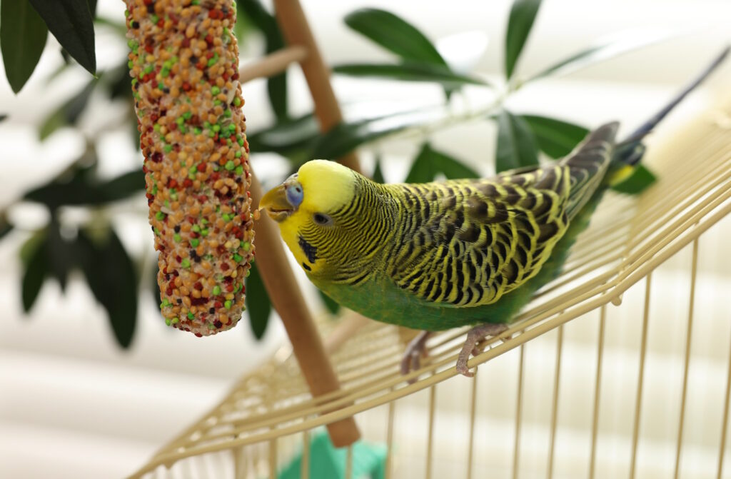 Das Foto zeigt einen Wellensittich mit Kanbberstange
