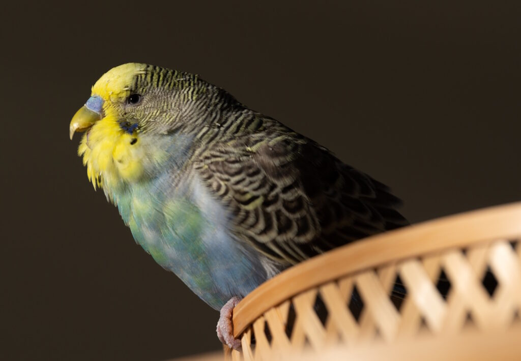 Das Foto zeigt einen sitzenden Wellensittich