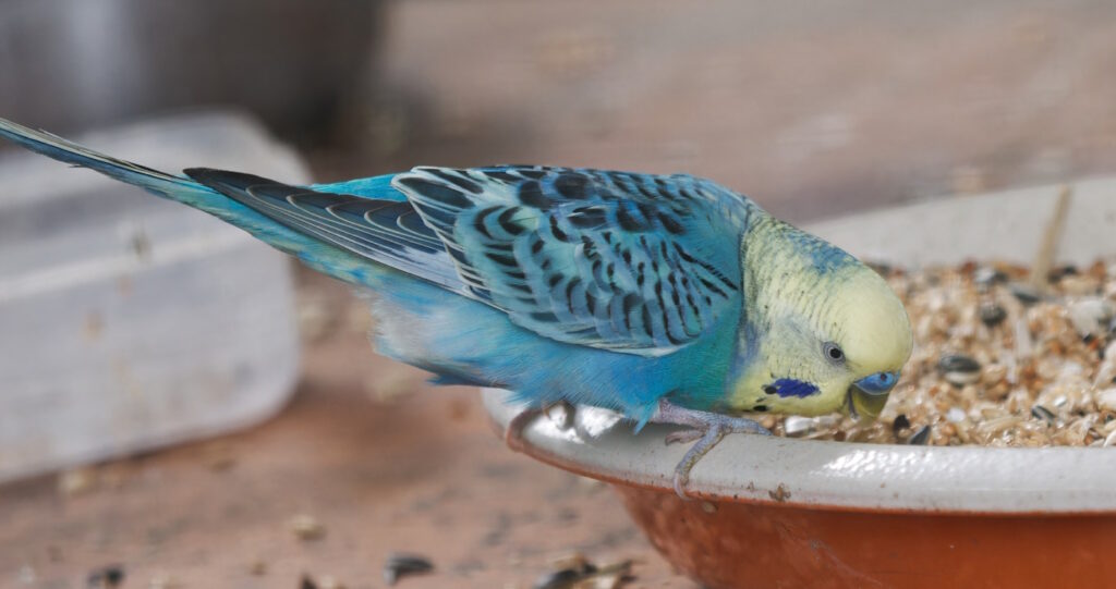 Das Foto zeigt einen blauen Wellensittich der frisst