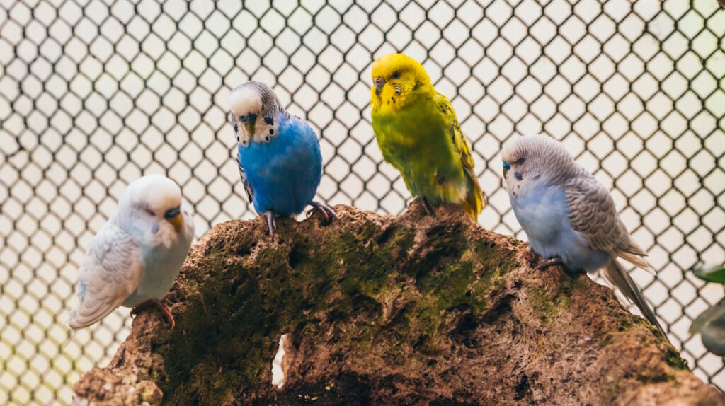 Das Foto zeigt eine Wellensittichgruppe