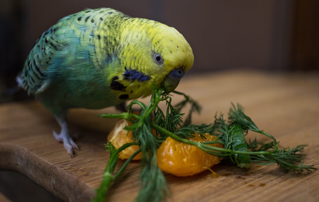 Das Foto zeigt einen Wellensittich mit Dill