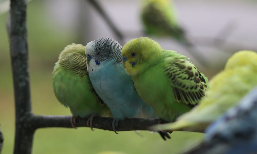 Das Foto zeigt drei Wellensittiche eng beieinander