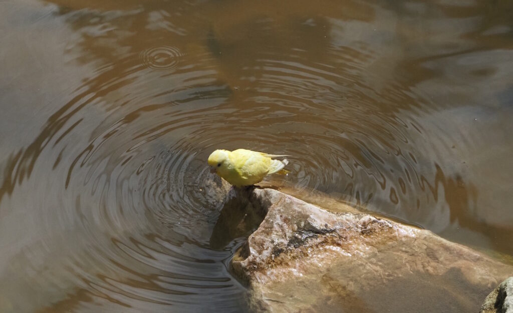 Das Foto zeigt einen Wellensittich am Wasser