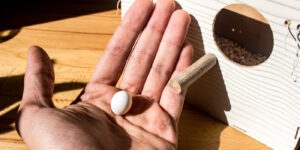 Das Foto zeigt ein Wellensittichei auf einer Hand neben einem Brutkasten