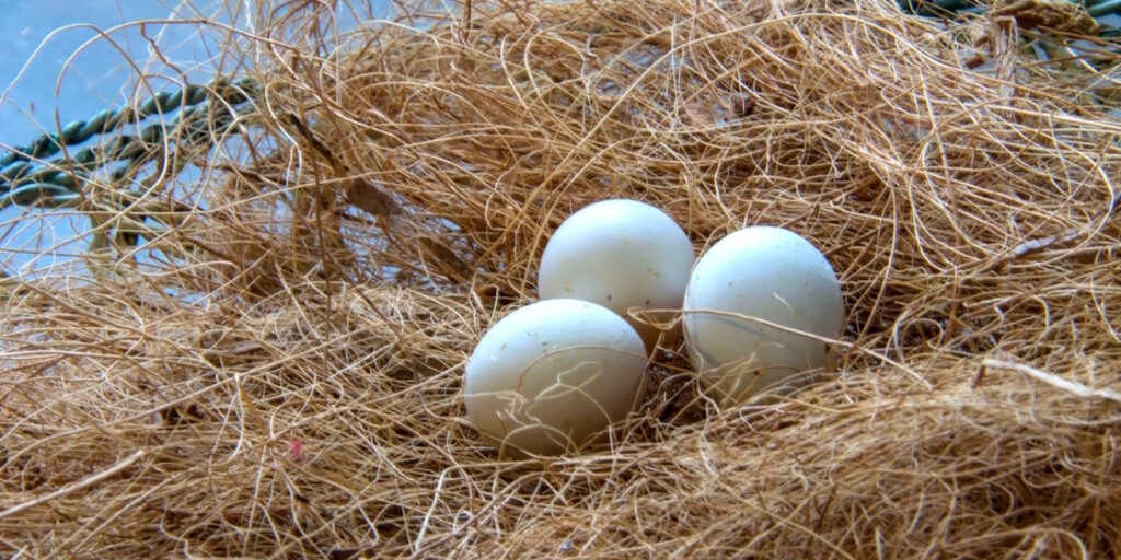 Das Foto zeigt Wellensitticheier